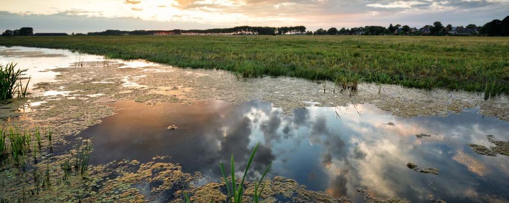 Milieu humide - environnement | Communauté métropolitaine de Montréal (CMM)