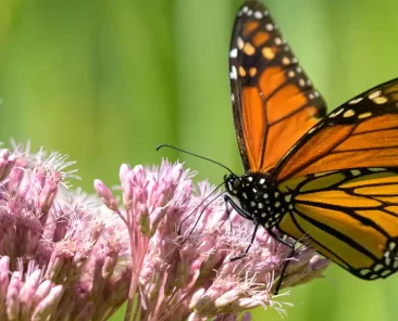 Biodiversité - papillon sur une fleur
