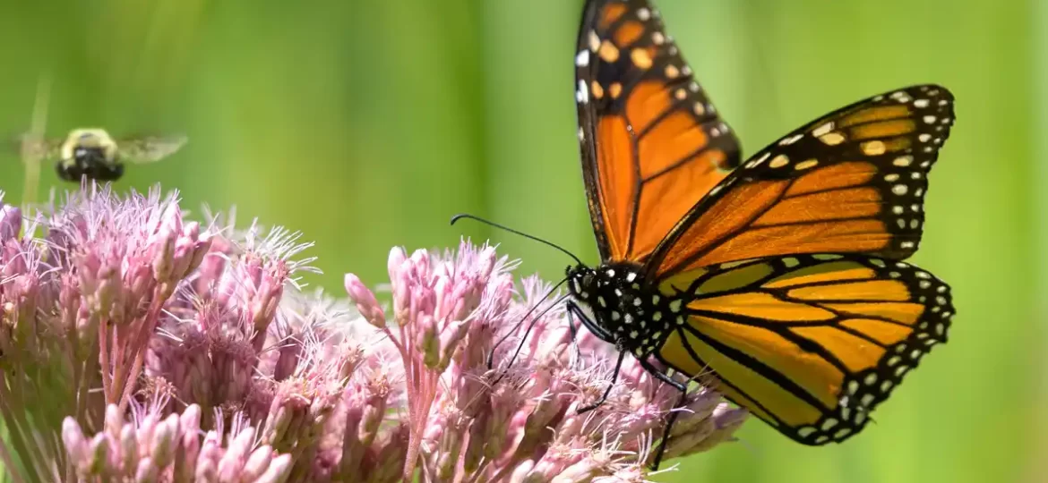 Biodiversité - papillon sur une fleur