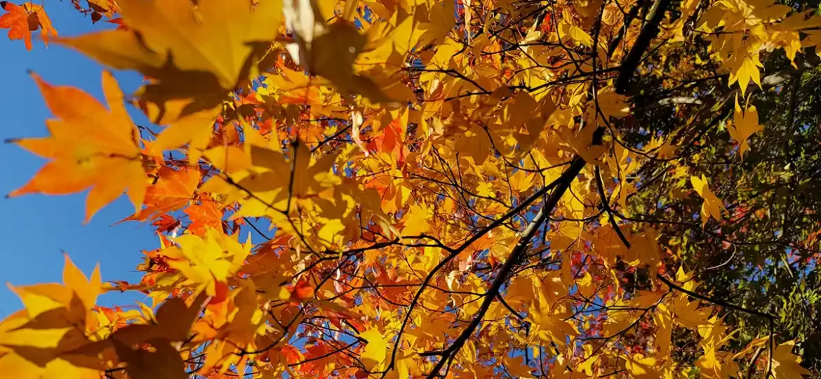 Photo de feuilles d'érable à l'automne