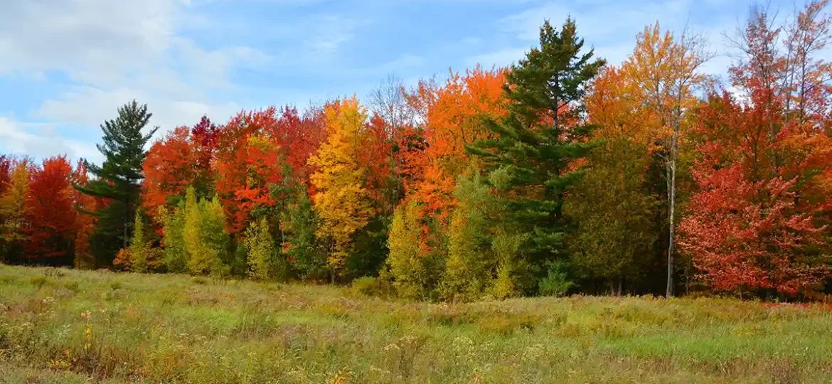 Vue d'une bordure de forêt