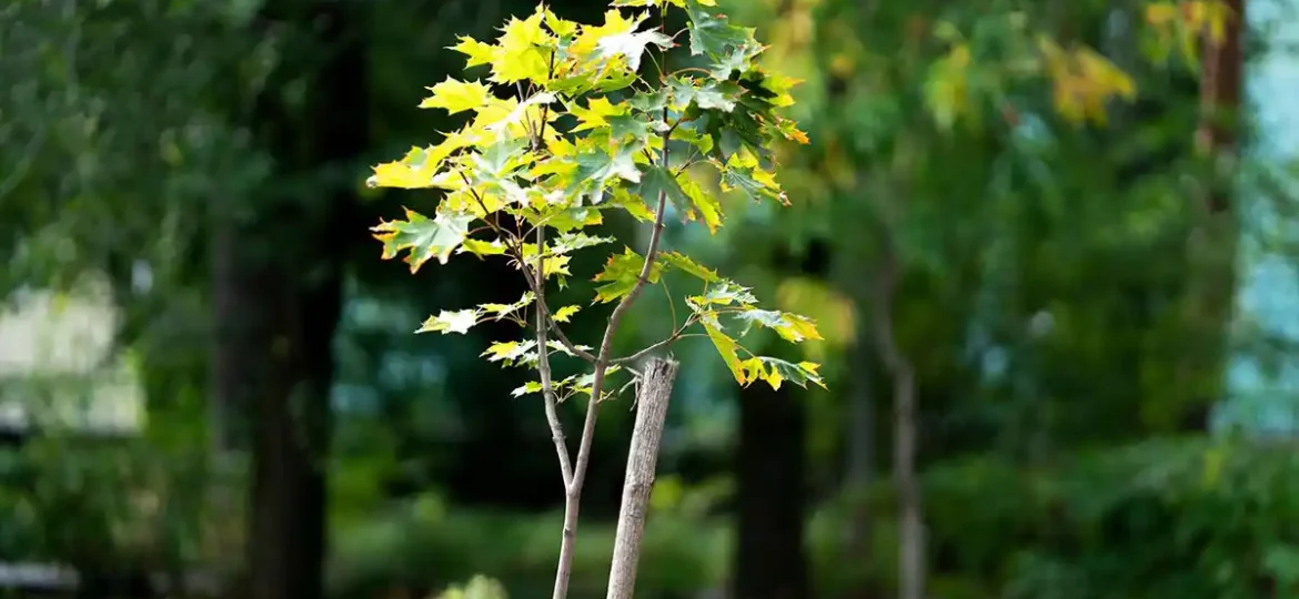 Arbre nouvellement planté