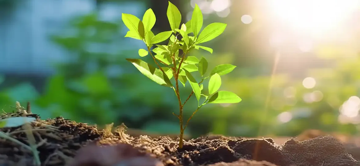 Pousse d'arbre en terre